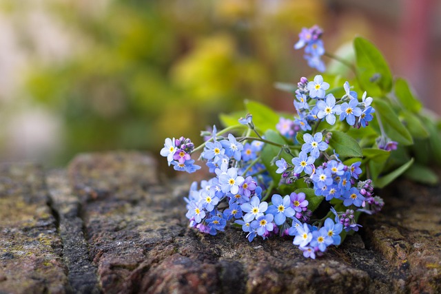 caucasus forget me not 7128452 640