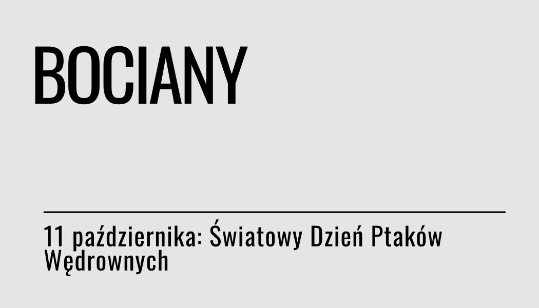 Grafika ilustracyjna: materiały edukacyjne - Ptaki wędrowne - bociany