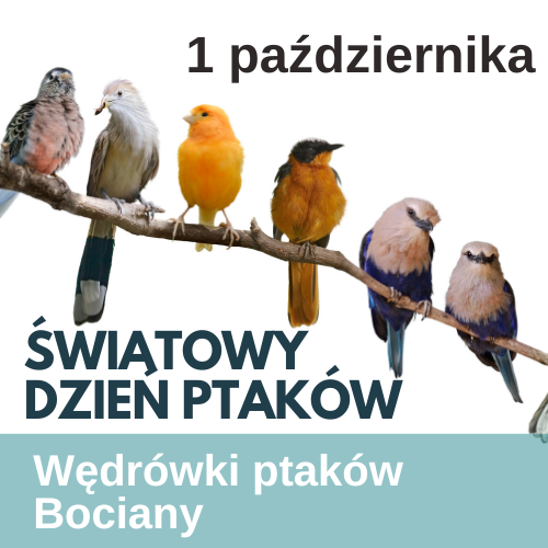 Międzynarodowy Dzień Ptaków: materiały edukacyjne