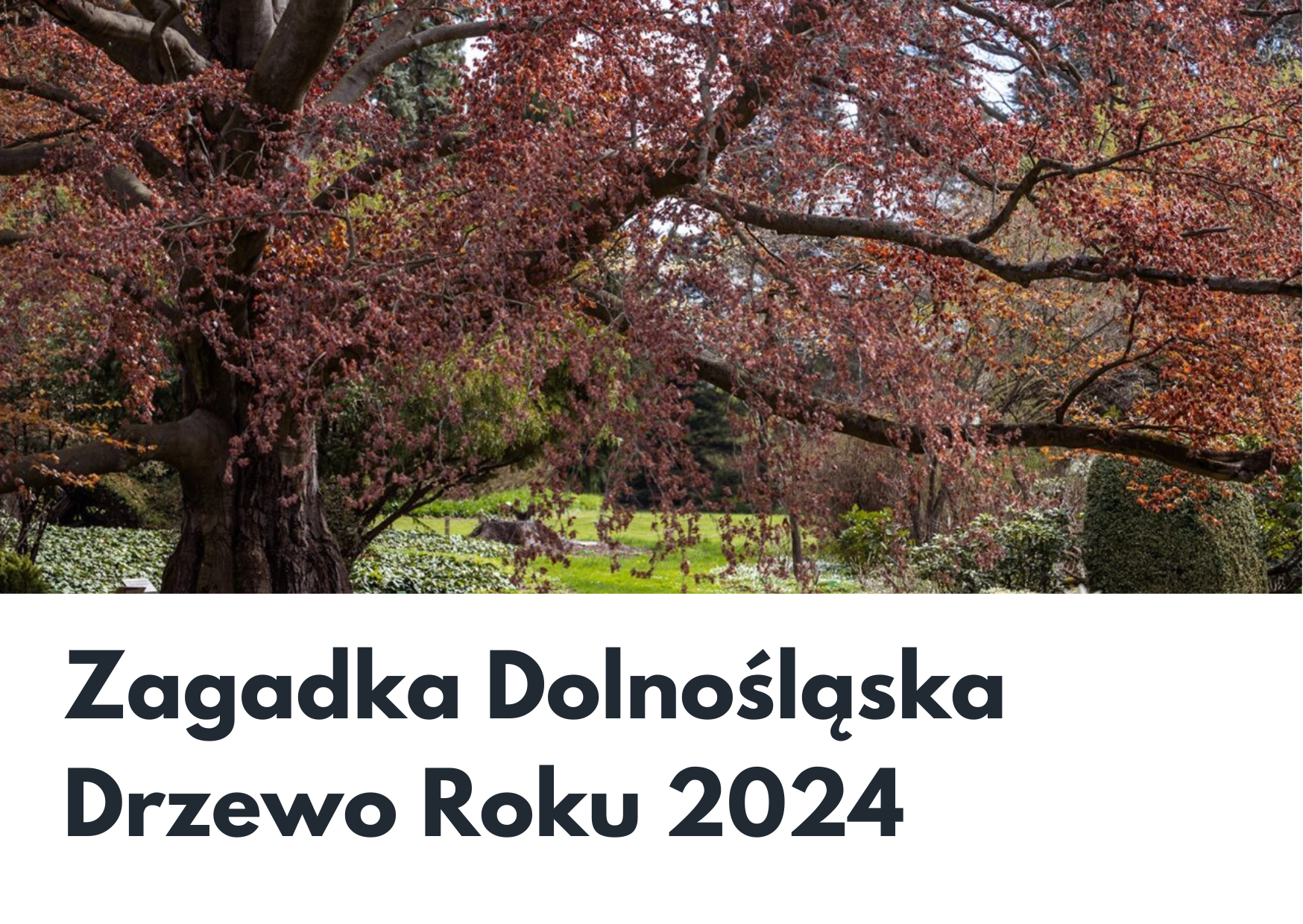 Europejskie Drzewo Roku 2024: zagadka dolnośląska