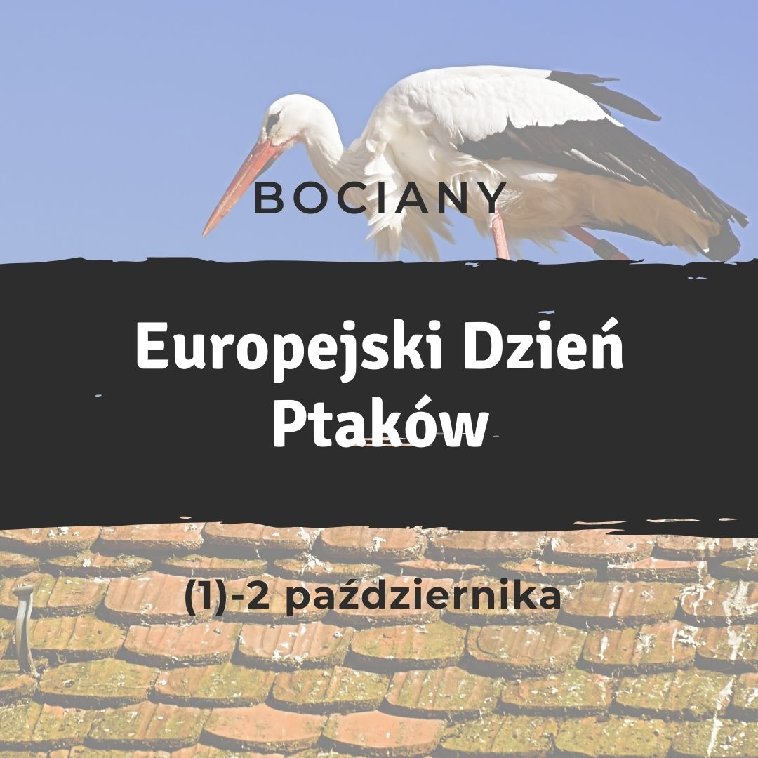 europejski dzień ptaków - bociany