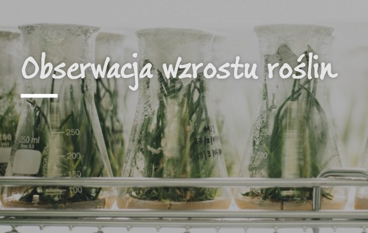 wzrost roślin